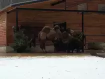 Trampeltiere im Chemnitzer Tierpark am 13.01.2011