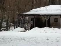 B�hmzebra am 12.01.2011 im Chemnitzer Tierpark.