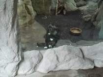 Geoffroy-Klammeraffe geniet am 12.01.2011 sein 2. Frhstck im Chemnitzer Tierpark beobachtet nebenbei fellarme Schmalnasenaffen der Gattung Homo Sapiens.