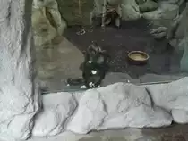 Geoffroy-Klammeraffe genie�t am 12.01.2011 sein 2. Fr�hst�ck im Chemnitzer Tierpark beobachtet nebenbei fellarme Schmalnasenaffen der Gattung Homo Sapiens.