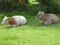 Zwei K�he beim Chillen in Ottacker am 03.08.07