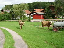 Zwei braune Khe beim Trinken in Ottacker am 04.08.08