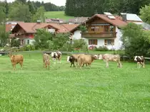 Einige braune K�he in Ottacker am 05.08.08