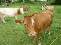 Eine braune Kuh in Ottacker am 05.08.08