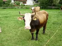 Eine Kuh in Ottacker Allg�u beim interessant gucken am 05.08.08