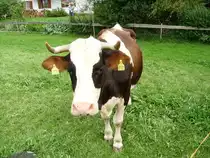 Eine Braun Weisse Kuh in Ottacker am 05.08.08 