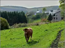 Am 26.10.2010 kommt dieses Rind auf mich zugelaufen, bestimmt mit der Meinung ich hätte was Gutes dabei. (Jeanny) 