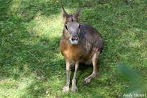 Gro�er Pampashase.