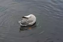  Morgentoilette  am 22.07.2009