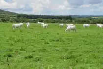Charolais Rinder in der Bretagne am 23.07.2009