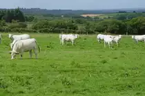 Charolais Rinder in der Bretagne am 23.07.2009