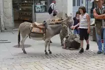 Wer m�chte auf mir einen Rundritt machen? (23.07.2009 in der Bretagne)