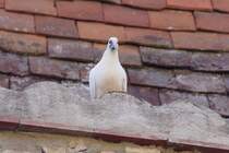 Interessiert schaut sie dem Fotografen am 25.07.2009 beim Essen zu.  Ob dabei wohl fr mich etwas abfllt? 