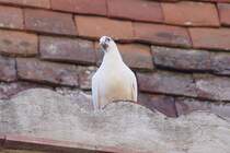 Interessiert schaut sie am 25.07.2009 dem Fotografen beim Essen zu.  Ob wohl fr mich dabei etwas abfllt? 