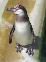 Ein Z�gelpinguin im Gehege im Luisenpark in Mannheim (26.05.10)