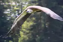 Geier auf dem Berg  Pf�nder  bei der Flugshow (07.08.10)
