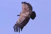 Ein Geier bei der Flugshow auf dem Berg  Pf�nder  (07.08.10)