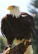 Wei�kopfseeadler bei der Flugshow auf dem Berg  Pf�nder  (07.08.10)