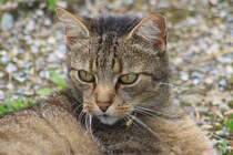 Eine Hauskatze bei einem Haus in Unteruhldingen am Bodensee (11.08.10)