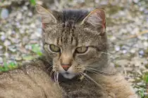 Eine Hauskatze bei einem Haus in Unteruhldingen am Bodensee (11.08.10)