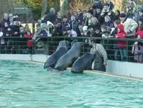 Drei Seerobben bei der F�tterung in Heidelberger Zoo am 22.01.11