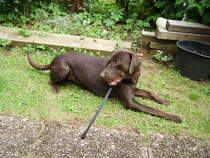 Mocca beim Chillen in Bad Vilbel am 06.09.09