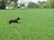 Der Hund meiner Cousine Mocca beim Toben in Maintaler Feldern am 19.04.09