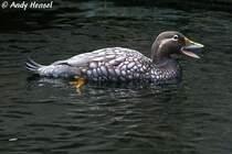 Langflgel-Dampfschiffente