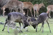 Sikahirsche (Cervus nippon) beim K�mpfen. African Lion Safari in Cambridge,Ont am 2.10.2010.