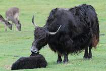 Hausyak (Bos mutus grunniens) mit Jungem am 2.10.2010 in der African Lion Safari in Cambridge,Ont.