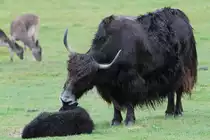 Hausyak (Bos mutus grunniens) mit Jungem am 2.10.2010 in der African Lion Safari in Cambridge,Ont.