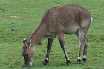Nilgauantilope (Boselaphus tragocamelus) am 2.10.2010 in der African Lion Safari in Cambridge,Ont.