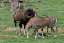 Hier wird gleich in Urin geprft, ob das Schaf schon hei ist. Mufflons (Ovis musimon) am 2.10.2010 in der African Lion Safari in Cambridge,Ont.