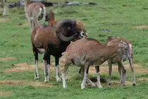 Hier wird gleich in Urin gepr�ft, ob das Schaf schon hei� ist. Mufflons (Ovis musimon) am 2.10.2010 in der African Lion Safari in Cambridge,Ont.