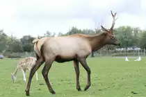 Wapiti (Cervus canadensis) am 2.10.2010 im African Lion Safari in Cambridge,Ont.
