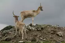 Zwei Einh�rner. Damhirsche (Dama dama) am 2.10.2010 im African Lion Safari in Cambridge,Ont.

