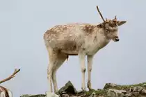 Damhirsch (Dama dama) am 2.10.2010 im African Lion Safari in Cambridge,Ont.

