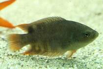 Ceylon-Makropode (Belontia signata) am 26.6.2010 im Leipziger Zoo.

