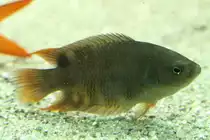 Ceylon-Makropode (Belontia signata) am 26.6.2010 im Leipziger Zoo.

