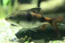 Indianerbarbe (Puntius tambraparniei) am 26.6.2010 im Leipziger Zoo.

