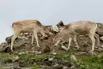 Zwei Einh�rner beim K�mpfen. Damhirsche (Dama dama) am 2.10.2010 im African Lion Safari in Cambridge,Ont. 