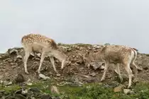 Zwei Einh�rner beim K�mpfen. Damhirsche (Dama dama) am 2.10.2010 im African Lion Safari in Cambridge,Ont.