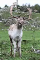 Damhirsch (Dama dama) beim Brunftruf. African Lion Safari in Cambridge,Ont am 2.10.2010.