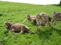 Einige Braunvieh Rinder in Ottacker am 20.08.10