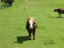 Eine interesant schauende Kuh in Ottacker am 05.08.09