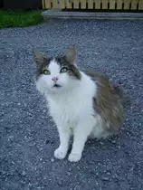 Eine Katze in Ottacker im Allg�u am 07.08.09