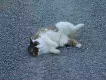 Ein Katze in Ottacker beim Welzen am 07.08.09