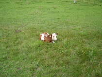 Ein ses Braun Weiss Geflecktes Kalb am 23.08.09 im Allgu 