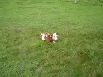 Ein s��es Braun Weiss Geflecktes Kalb am 23.08.09 im Allg�u 