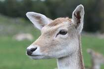 Portrait eines Damhirsches (Dama dama) am 2.10.2010 in der African Lion Safari in Cambridge,Ont.